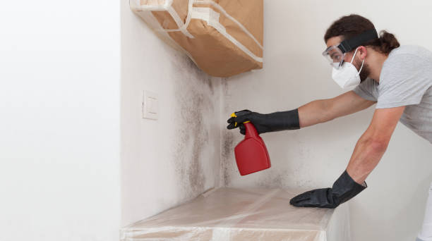 Professional Basement Mold Remediation technician working in Rosemount, MN