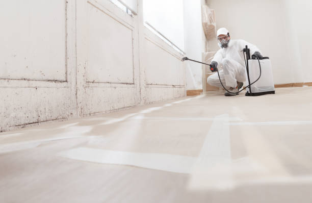 24/7 Emergency Basement Mold Remediation experts in Rosemount, MN